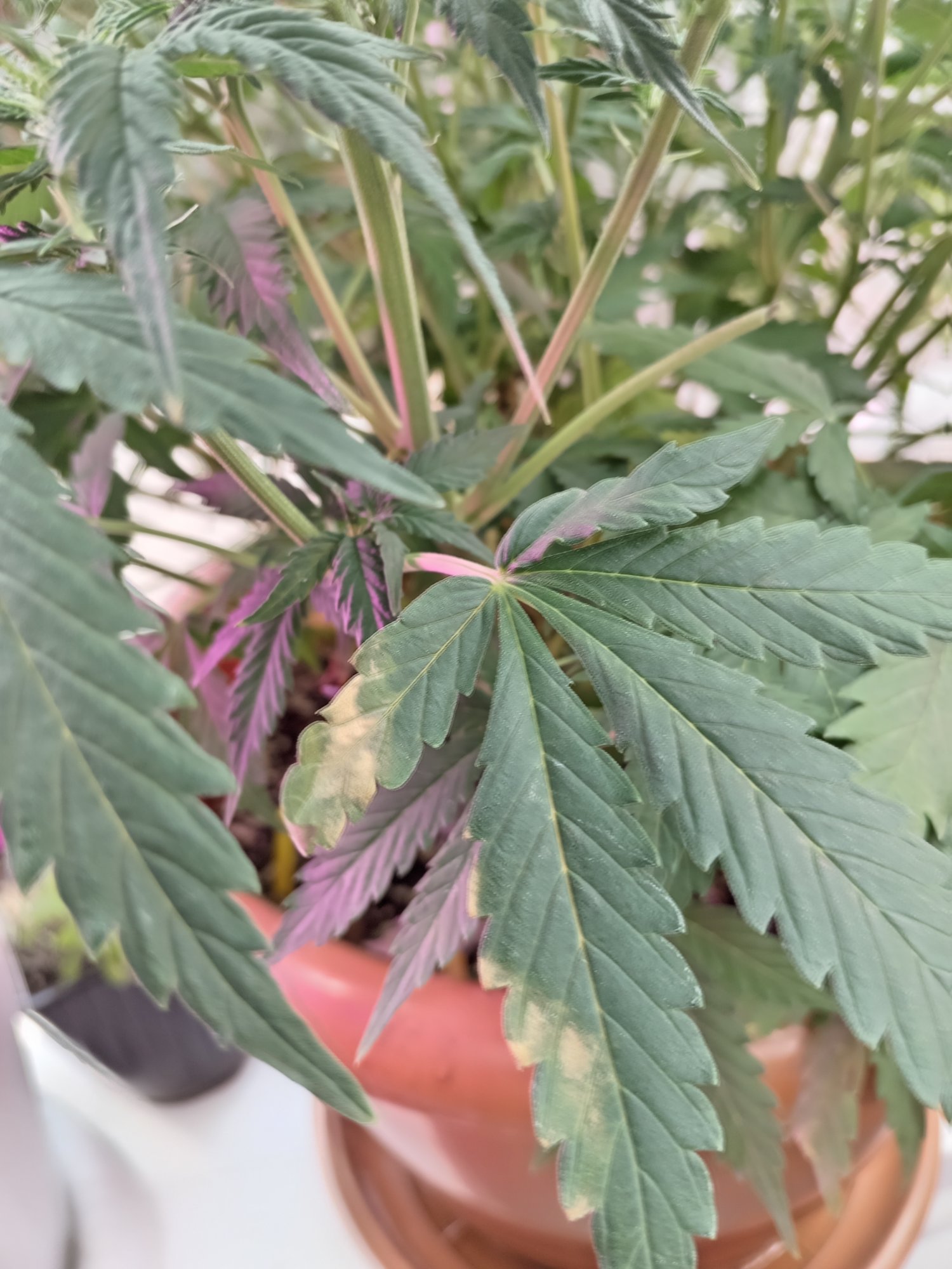 IMG_20230509_115748.jpg IMG_20230509_115748.jpg