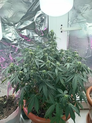 IMG_20230512_124011.jpg IMG_20230512_124011.jpg