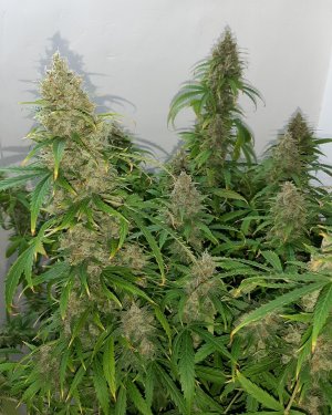 20230513_101830.jpg 20230513_101830.jpg