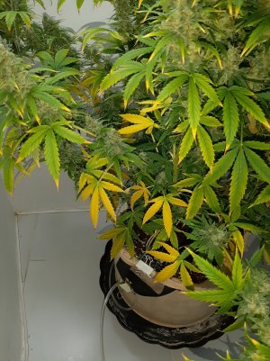 20230513_110215.jpg 20230513_110215.jpg