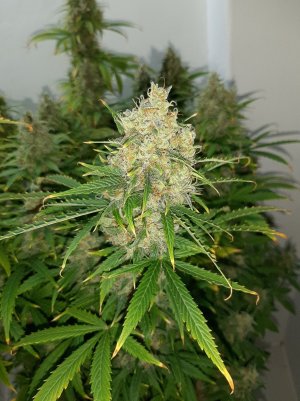 20230513_110246.jpg 20230513_110246.jpg