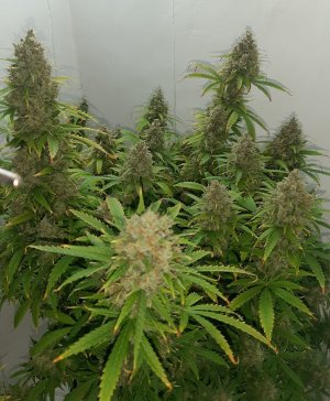 20230514_103105.jpg 20230514_103105.jpg