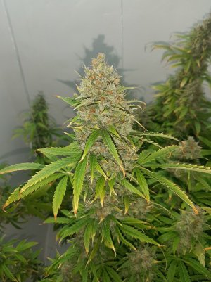 20230514_103227.jpg 20230514_103227.jpg