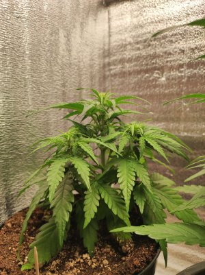 IMG_20230514_163950.jpg IMG_20230514_163950.jpg