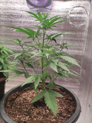 IMG_20230514_163941.jpg IMG_20230514_163941.jpg