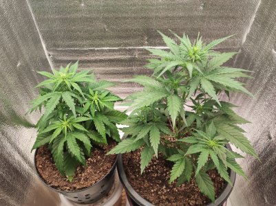 IMG_20230514_163932.jpg IMG_20230514_163932.jpg