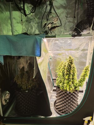 IMG_20230515_135250.jpg IMG_20230515_135250.jpg