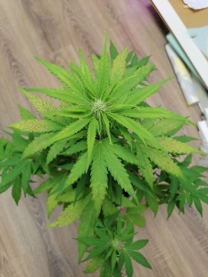 IMG_20230515_103616.jpg IMG_20230515_103616.jpg