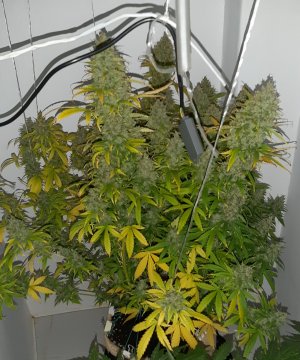 20230516_175834.jpg 20230516_175834.jpg