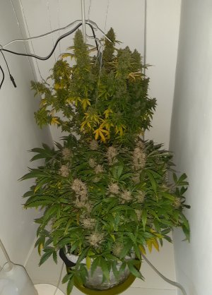 20230516_181157.jpg 20230516_181157.jpg