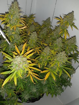 20230516_181212.jpg 20230516_181212.jpg