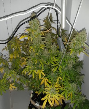 20230516_181101.jpg 20230516_181101.jpg