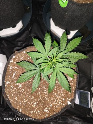 IMG_20230513_105635.jpg IMG_20230513_105635.jpg