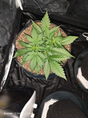 IMG_20230513_105646.jpg IMG_20230513_105646.jpg