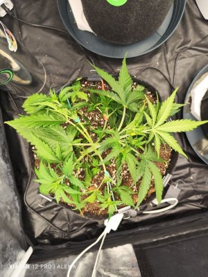 IMG_20230516_182831.jpg IMG_20230516_182831.jpg