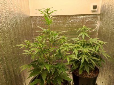 IMG_20230519_190043.jpg IMG_20230519_190043.jpg