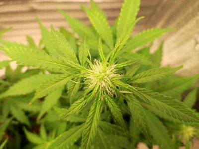 IMG_20230519_190027.jpg IMG_20230519_190027.jpg