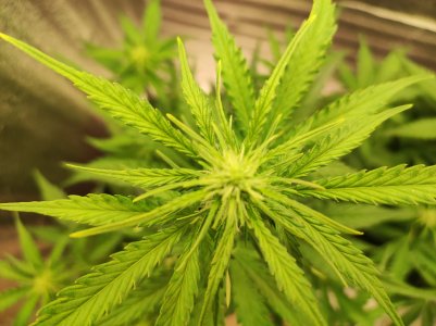 IMG_20230519_190032.jpg IMG_20230519_190032.jpg