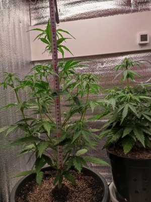 IMG_20230519_212713.jpg IMG_20230519_212713.jpg