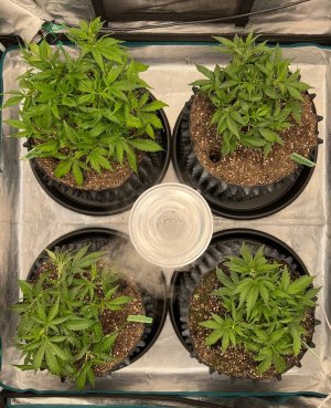 2B48D882-7D5A-4451-8556-5B95E78924DF.jpeg 2B48D882-7D5A-4451-8556-5B95E78924DF.jpeg