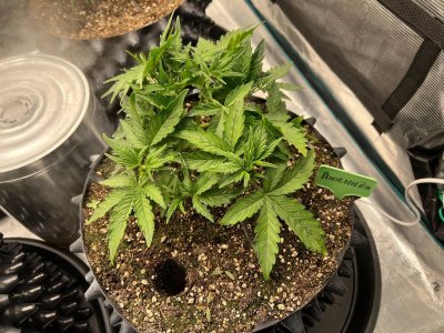 108F3926-BBEC-43F9-A11C-FCEFAE648E81.jpeg 108F3926-BBEC-43F9-A11C-FCEFAE648E81.jpeg