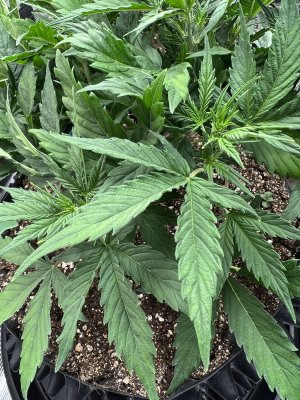 1C5AE954-B204-4B90-B88D-013B32A8F468.jpeg 1C5AE954-B204-4B90-B88D-013B32A8F468.jpeg