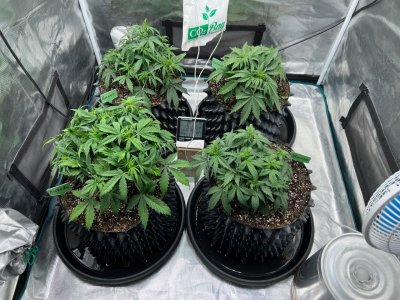 0D8CDB28-167A-4DDF-ABD7-3A58F474E118.jpeg 0D8CDB28-167A-4DDF-ABD7-3A58F474E118.jpeg