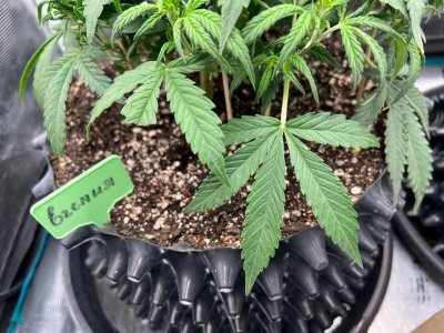 12EF5D76-45D3-47EE-BE8D-B396F9049D64.jpeg 12EF5D76-45D3-47EE-BE8D-B396F9049D64.jpeg