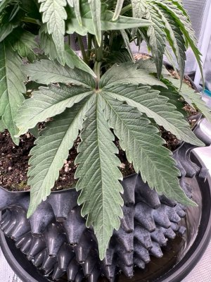 690F876D-897C-47CE-9EEA-63F2A066B84D.jpeg 690F876D-897C-47CE-9EEA-63F2A066B84D.jpeg