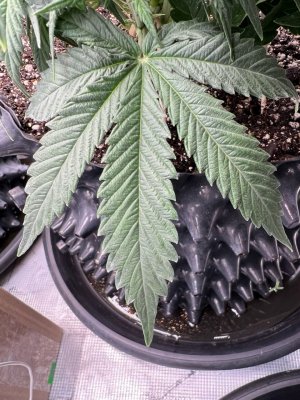 B2296AEA-17FF-4B28-A00F-7B8B068E3287.jpeg B2296AEA-17FF-4B28-A00F-7B8B068E3287.jpeg