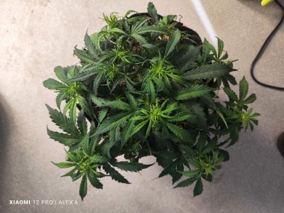 IMG_20230523_183328.jpg IMG_20230523_183328.jpg