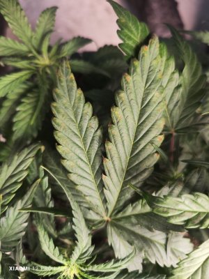 IMG_20230523_181139.jpg IMG_20230523_181139.jpg