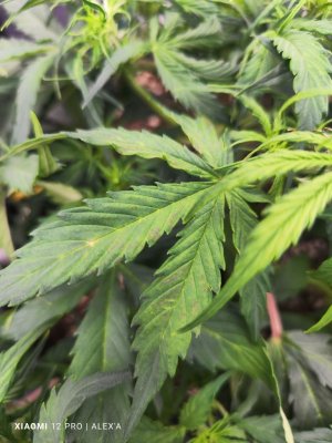 IMG_20230523_183921.jpg IMG_20230523_183921.jpg