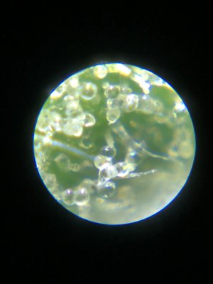 71616DA0-25F1-4D1C-A60F-3AEB4CAFC132.jpeg 71616DA0-25F1-4D1C-A60F-3AEB4CAFC132.jpeg