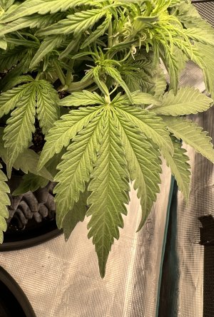 62849035-E947-4D2F-BC0C-0F8AFBFC2335.jpeg 62849035-E947-4D2F-BC0C-0F8AFBFC2335.jpeg