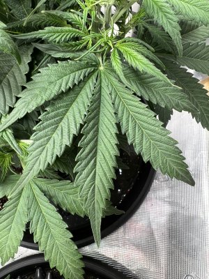 3ADAB65C-3245-465F-9CE3-0584C4D5CB16.jpeg 3ADAB65C-3245-465F-9CE3-0584C4D5CB16.jpeg