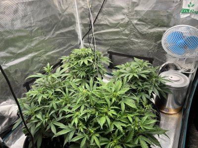 14CB487C-D0F8-4FD6-AEFE-2ECA469EFBCB.jpeg 14CB487C-D0F8-4FD6-AEFE-2ECA469EFBCB.jpeg