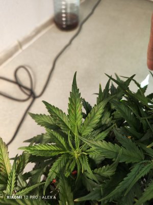 IMG_20230525_181531.jpg IMG_20230525_181531.jpg