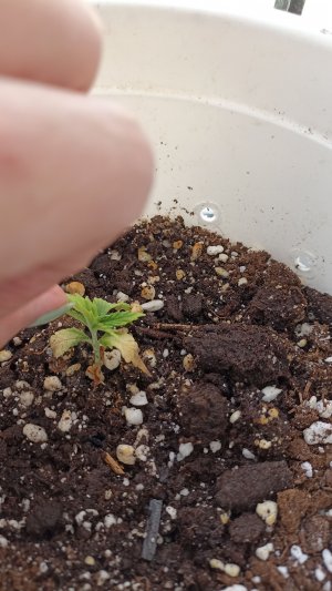 IMG_20230503_101143.jpg IMG_20230503_101143.jpg