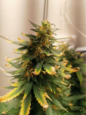 IMG_20230531_212324.jpg IMG_20230531_212324.jpg