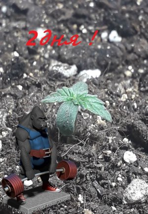 Без имени.jpg