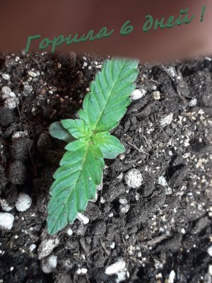 Без имени.jpg