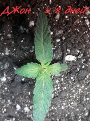 Без имени.jpg