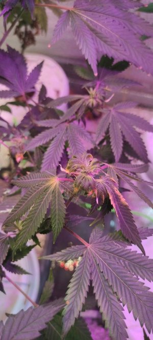 IMG_20230613_152347.jpg IMG_20230613_152347.jpg