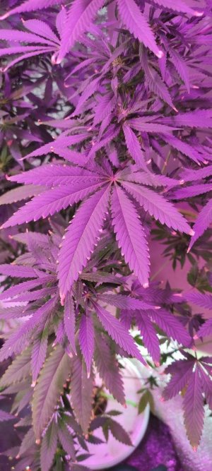 IMG_20230613_152354.jpg IMG_20230613_152354.jpg