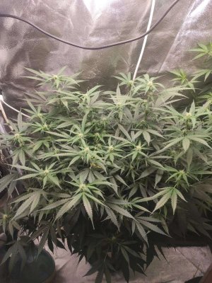 2023-06-14-15-41-02-431.jpg 2023-06-14-15-41-02-431.jpg