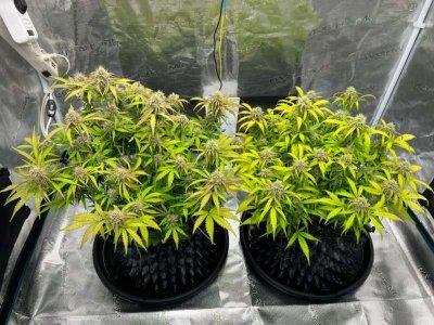 22B2AC43-3D43-4051-AC1A-ED3432C94C7E.jpeg 22B2AC43-3D43-4051-AC1A-ED3432C94C7E.jpeg