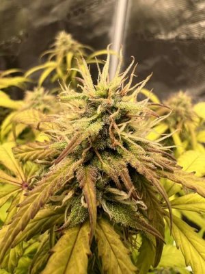 AC3A9D67-68A8-41A1-A6DC-86D4BF2E8047.jpeg AC3A9D67-68A8-41A1-A6DC-86D4BF2E8047.jpeg