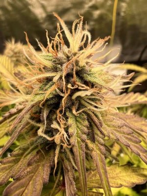 1E166C0F-FFD8-4AE9-B2A9-4A6DC9DEE4B7.jpeg 1E166C0F-FFD8-4AE9-B2A9-4A6DC9DEE4B7.jpeg