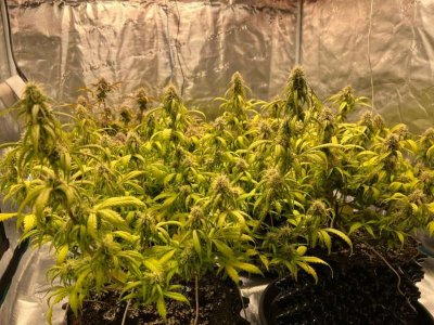 17F3C111-6D46-428A-A30D-862E32E3B2A1.jpeg 17F3C111-6D46-428A-A30D-862E32E3B2A1.jpeg